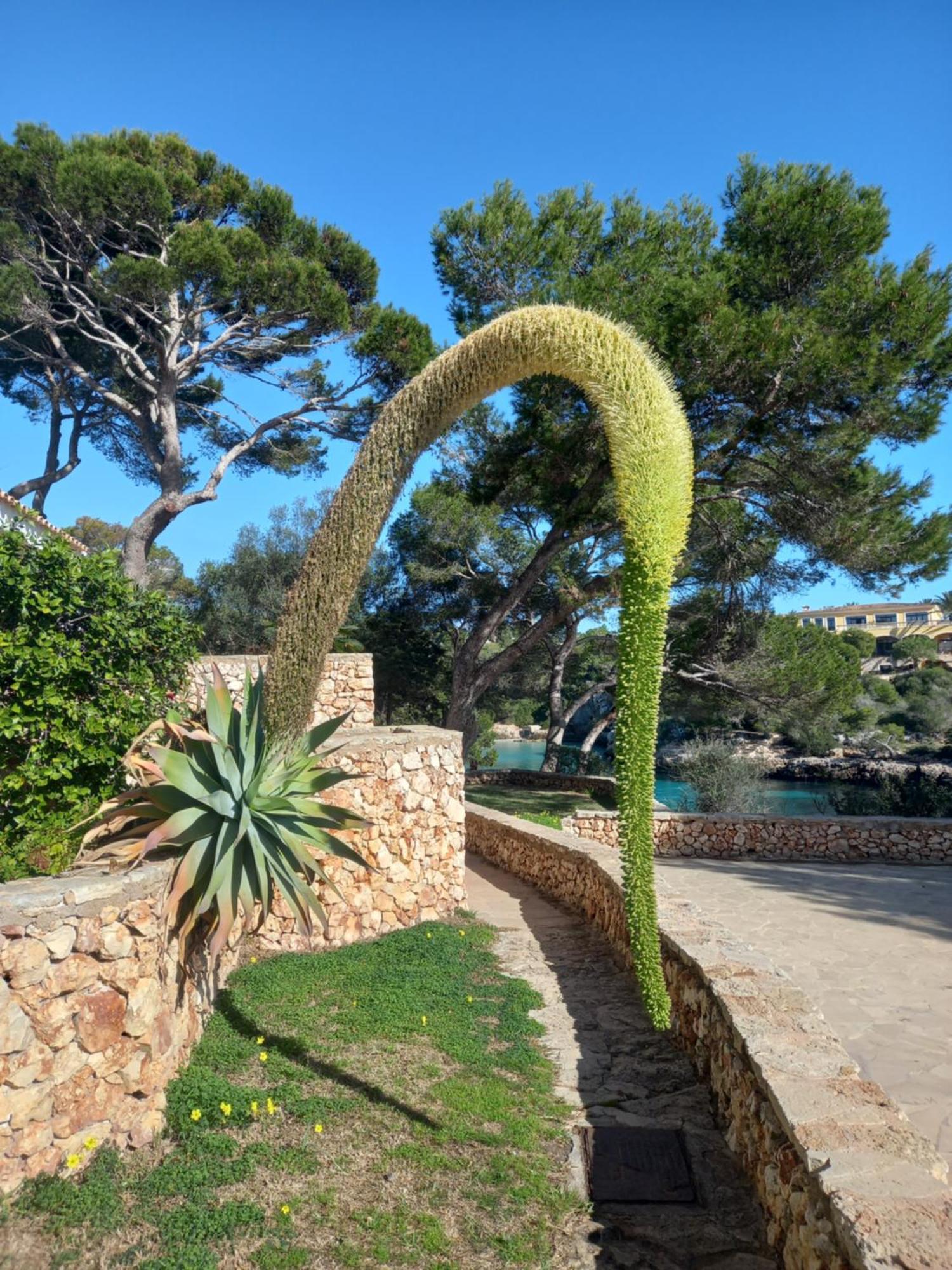 Appartement Ferrera Park Vue Mer Cala Ferrera  Exteriér fotografie